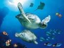 sea